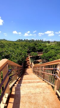 Descending stairs onto bridge with railings through the mangroves