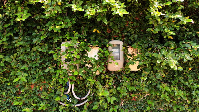 Electricity Meters on a wall overgrown with Ivy