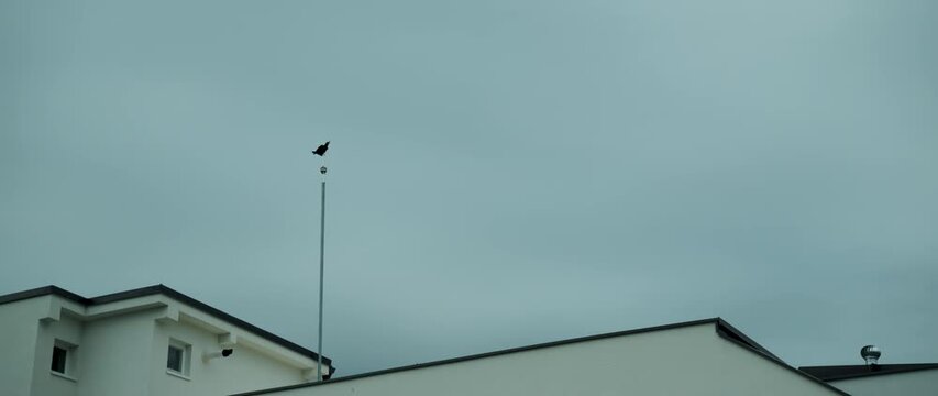 Crow resting on rooftop lightning protection under a dramatic gray sky. Concept of mystery, urban wildlife, omen and moody weather conditions. 4K.