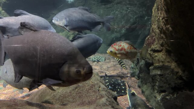 Black pacu Colossoma macropomum swimming with tambaqui in freshwater aquarium habitat. Fish species native to Amazon River basins and tropical freshwater ecosystems of South America.
