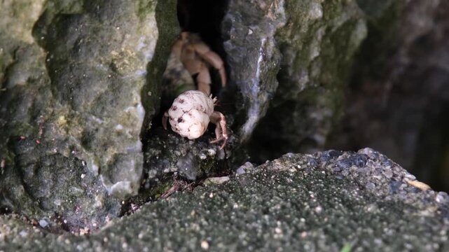 Hermit crabs in the wet cavern stones in tropical weather, slow motion
