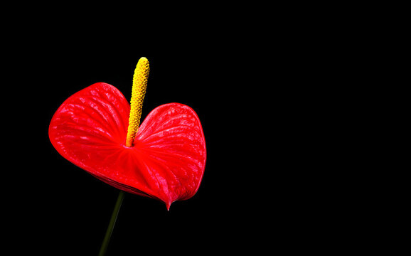 A striking red anthurium flower showcases its heart-shaped petals and yellow spadix against a deep black backdrop, highlighting its vivid colors.