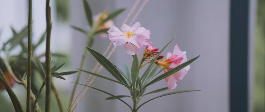 Delicate pink oleander flowers blooming indoors near a window with soft natural light. Botanical beauty, ornamental plant and home decor concept. 4K.