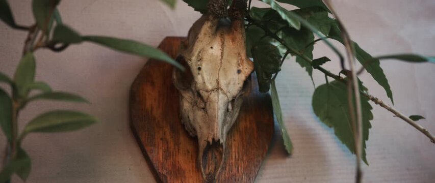 Mounted animal skull on a wooden plaque framed by leafy branches, combining rustic trophy style with natural history and macabre decorative appeal, 4K