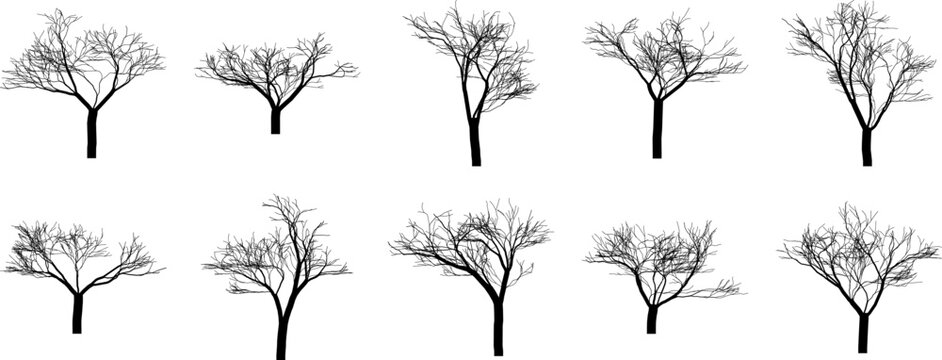 Collection of ten detailed black silhouettes of leafless deciduous trees