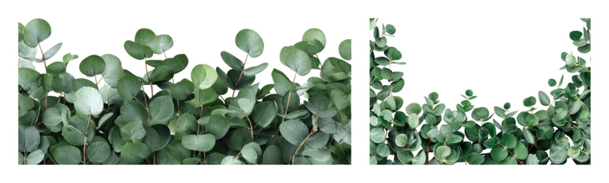 PNG Lush eucalyptus leaves in seamless green border design, transparent background