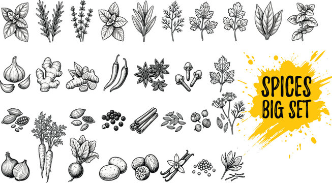 Hand Drawn Spices Big Set Vector Bundle Featuring Organic Culinary Herbs, Condiments, and Root Vegetables for Kitchen, Food Menu, and Recipe Designs