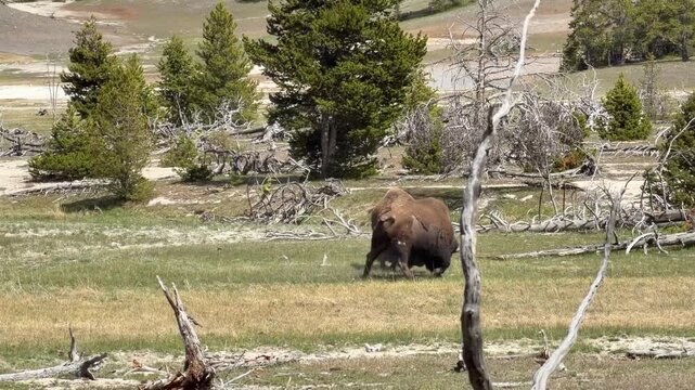 Bison fight captured on the Fairy Falls Trail, Yellowstone
