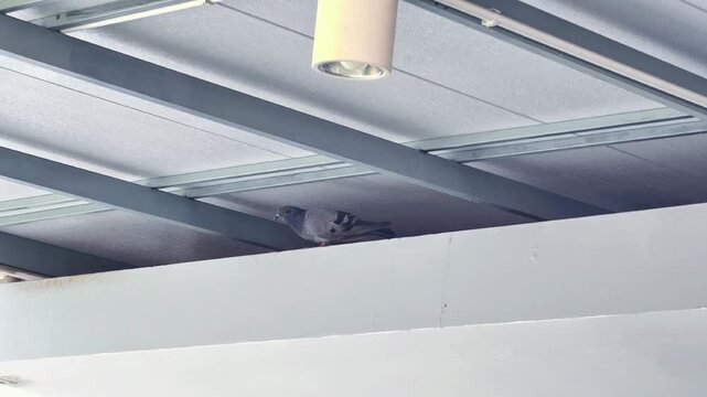 Pigeons often live under the eaves of houses,vectors fo avian influenza.