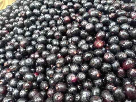 Fresh washed Jamun fruits with water droplets