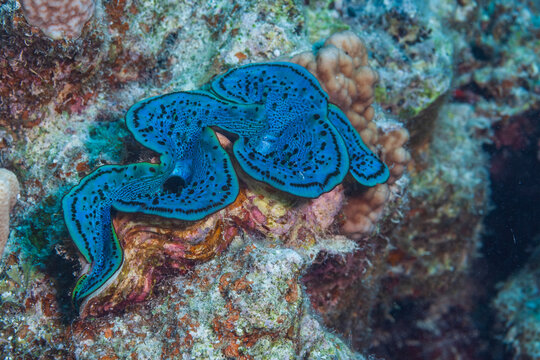 Close-up of a colorful maximal clam showcasing its textured blue mantle in the Red Sea.