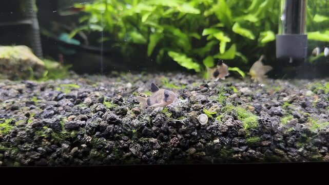 Colorful Fish Swimming in Planted Aquarium with Static Camera
