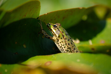 Obraz premium Grenouille verte cachée parmi les feuilles de nénuphar