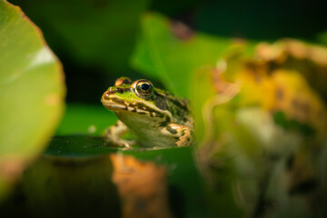 Obraz premium Grenouille verte dans un bassin de nénuphars, Temple-sur-Lot