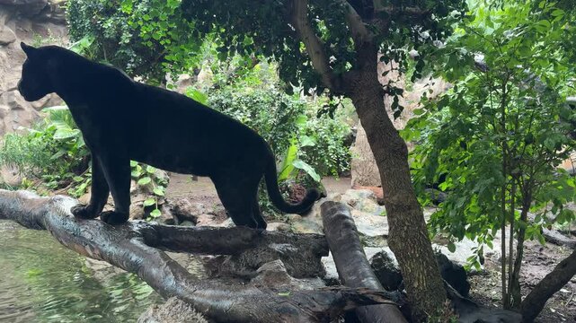 Black jaguar Panthera onca stands on tree trunk near water with Ficus benjamina foliage. Natural habitat includes Amazon rainforest and tropical forests of Central and South America.