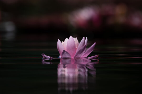 Water lily or lotus flower reflected on the water surface of a pond. Shallow depth of field. Blur background