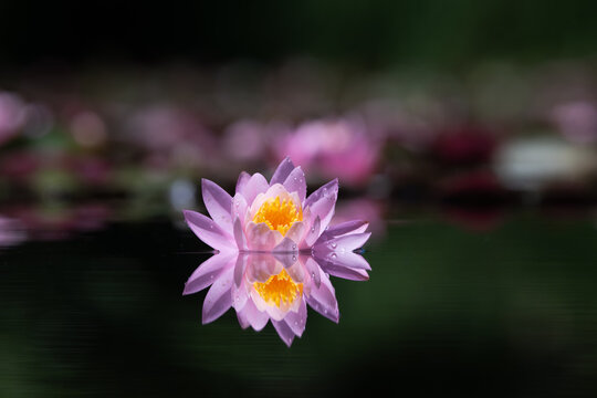 Pink lotus flower or water lily reflected on the water surface of a pond. Shallow depth of field. Blur background