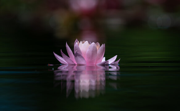 Lotus flower or water lily reflected on the water surface of a pond. Shallow depth of field. Blur background