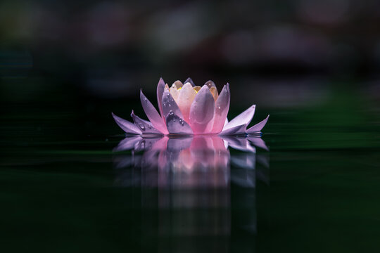 Pink water lily or lotus flower reflected on the water surface of a pond. Shallow depth of field. Blur background