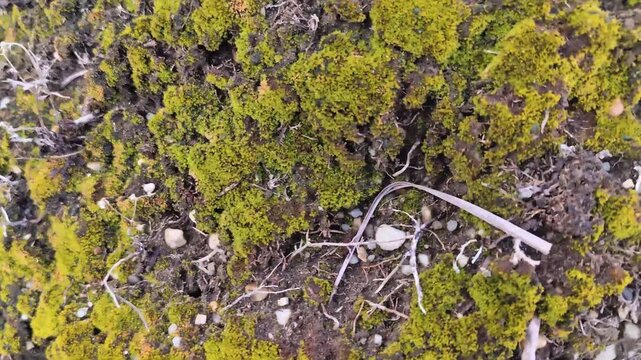Macro close-up panning shot of vibrant green and yellow moss growing on dark earthy soil mixed with dry grass roots and small stones, organic nature texture background