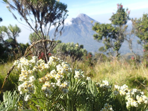 OLYMPUS DIGITMount Merapi Viewed from Mount Merbabu with Endemic Javan Edelweiss Flowers, IndonesiaAL CAMERA