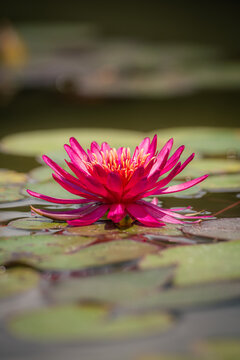 N&eacute;nuphar rose vif en fleur sur un &eacute;tang au Temple-sur-Lot