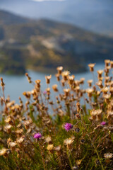 Obraz premium Aerial view through flowering plants on Germasogeia reservoir and mountains in Cyprus and sun in sky with clouds in summer evening and sunset 