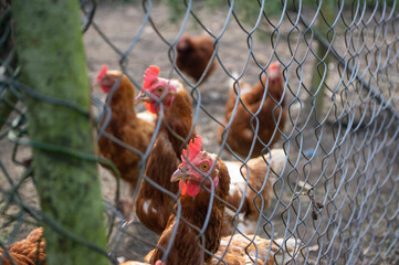 Brown hens behind a wire fence on a small poultry farm © Iva