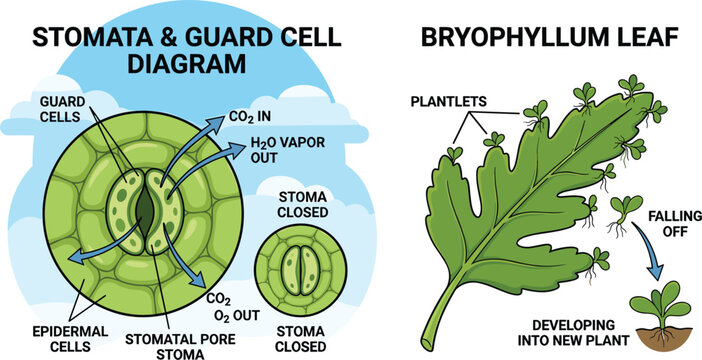 Plant Biology Diagram Set Illustrating Stomata and Guard Cell Mechanism Alongside Bryophyllum Leaf Reproduction with Plantlets for Educational and Science Vector Designs