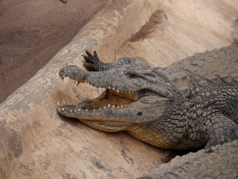 Krokodil