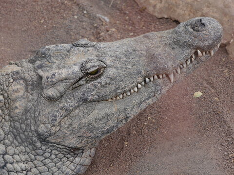 Krokodil