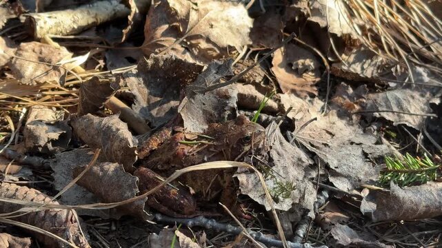 Macro shot of a common brown  frog sitting perfectly camouflaged among dry brown leaves on the forest floor. Detailed view of amphibian eye and textured skin.
