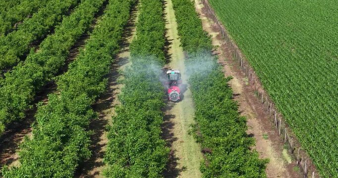 Walnut spraying with a tractor and agricultural sprayer, drone footage during spring season, slow motion. Drone shot of crop protection treatment on walnut trees.