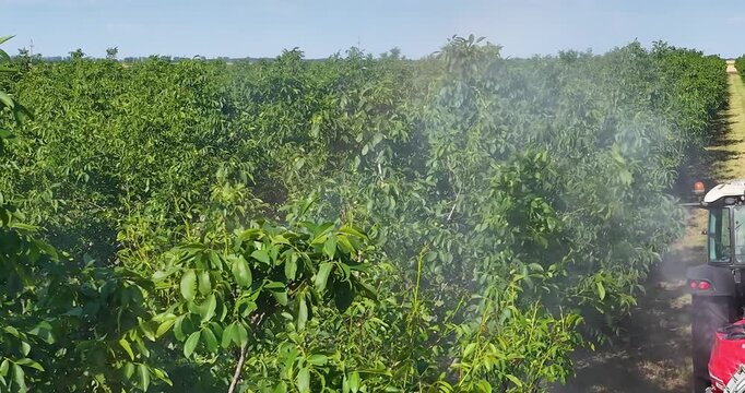 Walnut spraying with a tractor and agricultural sprayer, drone footage during spring season, slow motion. Drone shot of crop protection treatment on walnut trees.