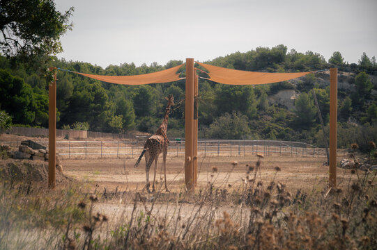 Girafe dans son enclos au safari de Sigean, France