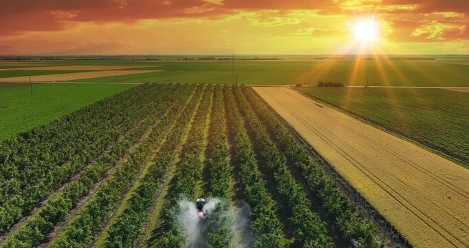 Walnut spraying with a tractor and agricultural sprayer at sunset, drone footage during spring season, slow motion. Drone shot of crop protection treatment on walnut trees.