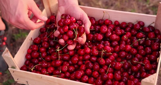 Picking cherries in the orchard. Close up of full hand of fresh and ripe cherries putting in a wooden crate, slow motion