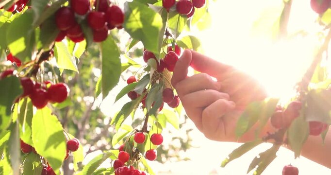 Picking sweet cherries and the sunlight in a cherry orchard. Close-up of manual harvesting of sweet cherries from a tree branch in an orchard at sunset, slow motion