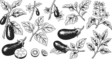 Obraz premium Engraving of fresh eggplants on branches with leaves during daylight captured with a clean composition for a natural food illustration