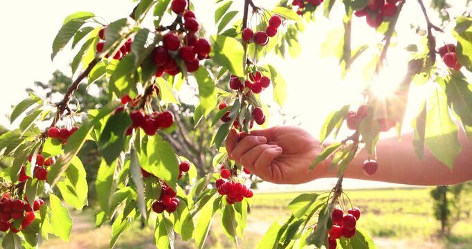 Picking sweet cherries and the sunlight in a cherry orchard. Close-up of manual harvesting of sweet cherries from a tree branch in an orchard at sunset, slow motion