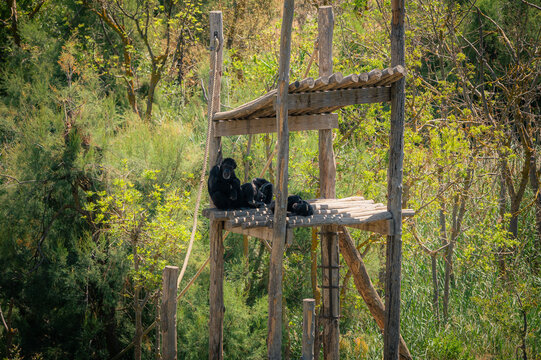Siamang en repos sur plateforme en bois au safari de Sigean