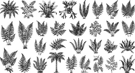 Vintage botanical engraving patterns with varied fern leaves and flora elements in monochromatic detail on a white background © Mahi Fattah