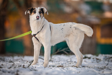 Obraz premium A lovely domestic dog with white fur, unique brown and black markings on its face, and a pink nose is captured standing on a light layer of snow, accessorized with a vibrant harness and leash, gazing