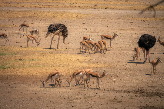 Autruches et springboks dans la r&eacute;serve africaine de Sigean