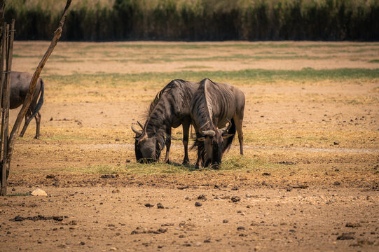 Gnous en train de brouter &agrave; la R&eacute;serve Africaine de Sigean