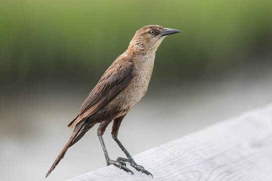 Female Boat Tailed Grackle