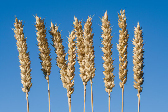 Triticum aestivum