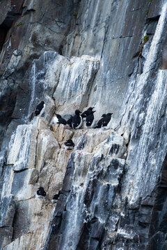 Thick-billed murres (Uria lomvia) on a cliff in Diabasodden, Svalbard, Norway
