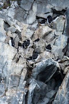 Colony of thick-billed murre (Uria lomvia) on a cliff in Diabasodden, Svalbard, Norway