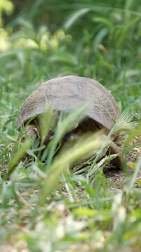 Close up view of a small greek tortoise, testudo graeca, cautiously emerging from tall green grass and slowly walking toward the camera, showing its detailed shell and head in its natural habitat
